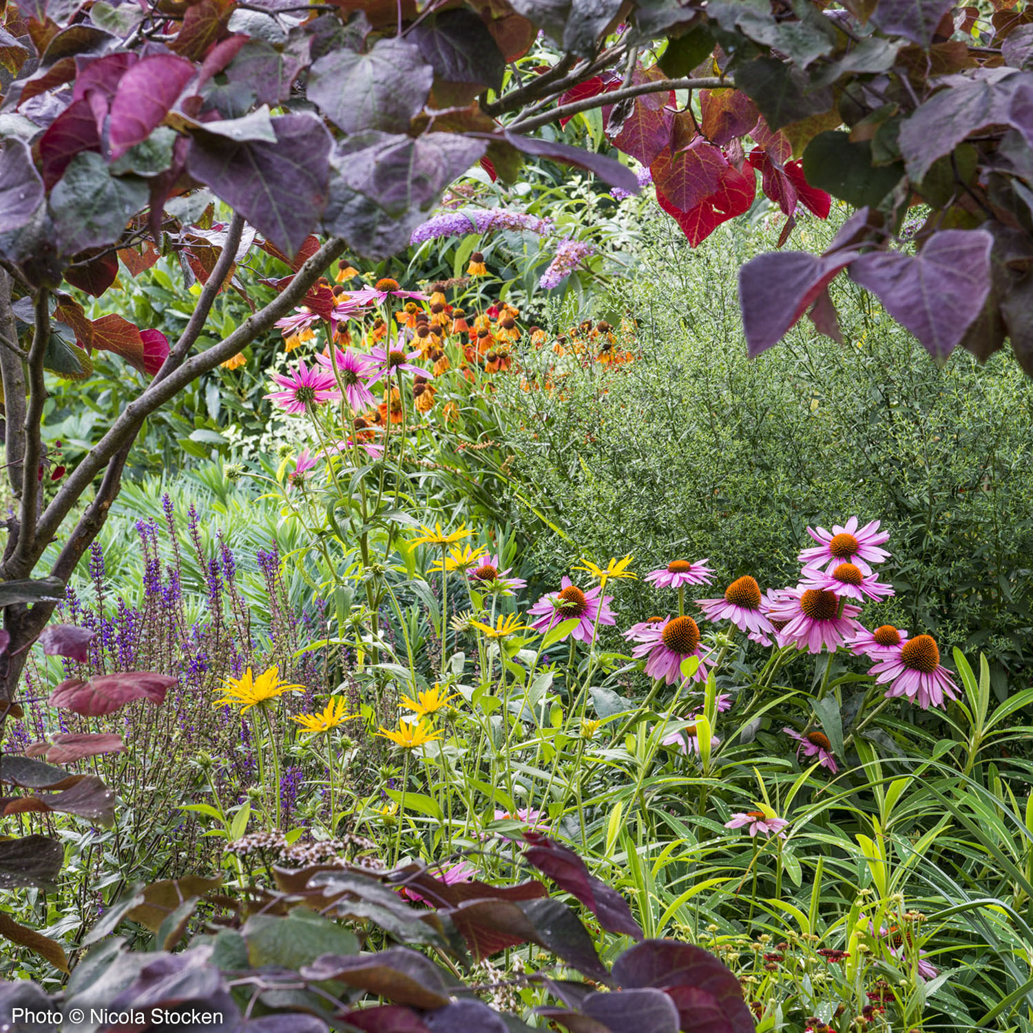 Family Garden, Hertfordshire - Rosemary Coldstream Garden Design