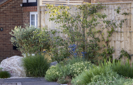 sunny Mediterranean plants at the front of a house