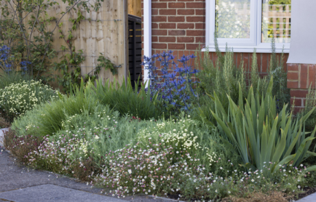 Bright blue Eryngiums amongst Santolina and Irises