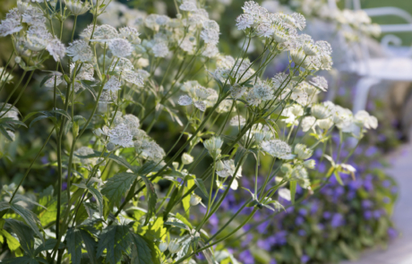 Astrantias and campanulas in beautiful garden