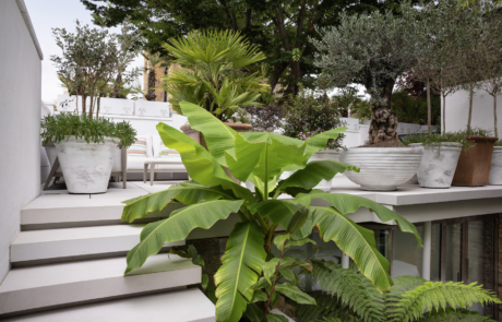 Split level city courtyard garden with porcelain paving and steps. Tropical and Mediterranean in whitewashed terracotta planters.