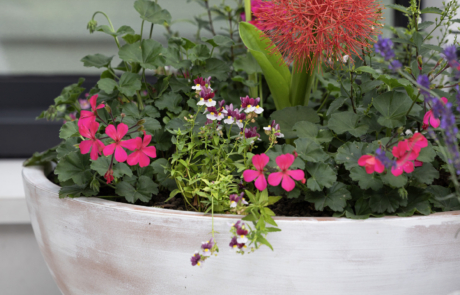 Whitewashed terracotta low bowl planter with colourful plants flowering red and pink.