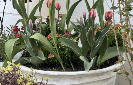 Whitewashed terracotta planter with colourful spring tulips and bright wallflowers.